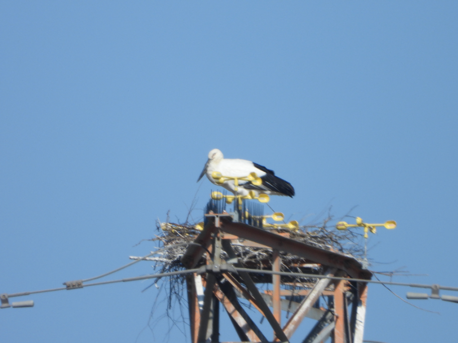 [2022.01.28] 충청남도 태안군에서 관찰된 황새입니다. 이미지