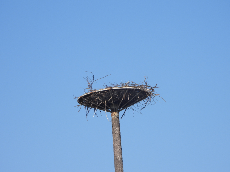 [2022.01.28] 충청남도 예산군에서 관찰된 황새입니다. 이미지