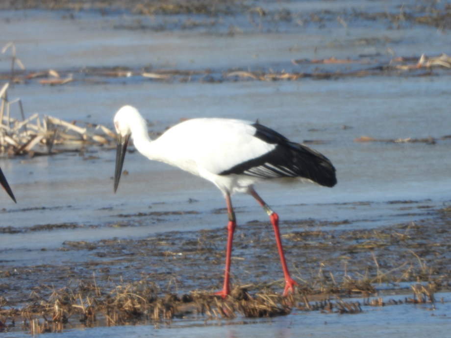 [2022.01.28] 충청남도 예산군에서 관찰된 황새입니다. 이미지