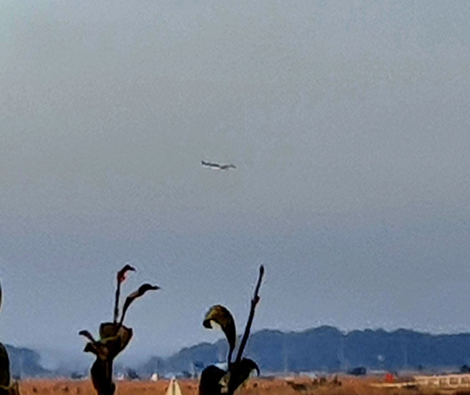 [2022.01.28] 전라북도 부안군에서 관찰된 황새입니다. 이미지
