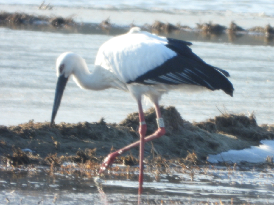 [2022.01.28] 충청남도 예산군에서 관찰된 황새입니다. 이미지