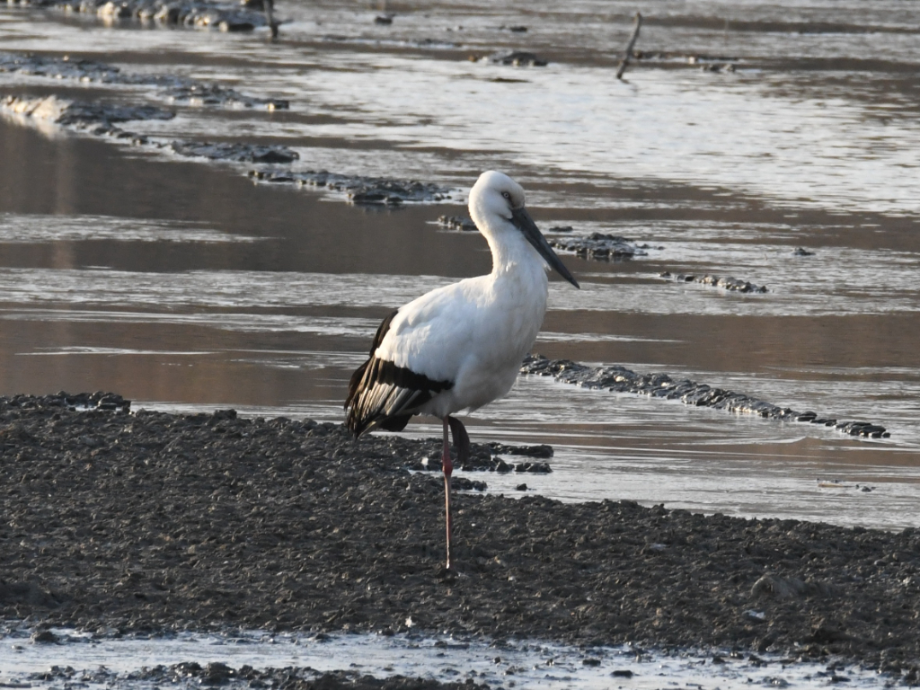 [2022.01.30] 전라남도 진도군에서 관찰된 황새입니다. 이미지