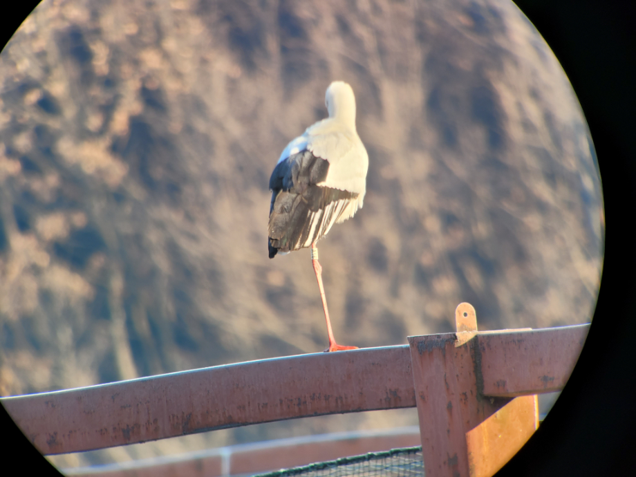 [2022.01.31] 충청남도 예산군에서 관찰된 황새입니다. 이미지