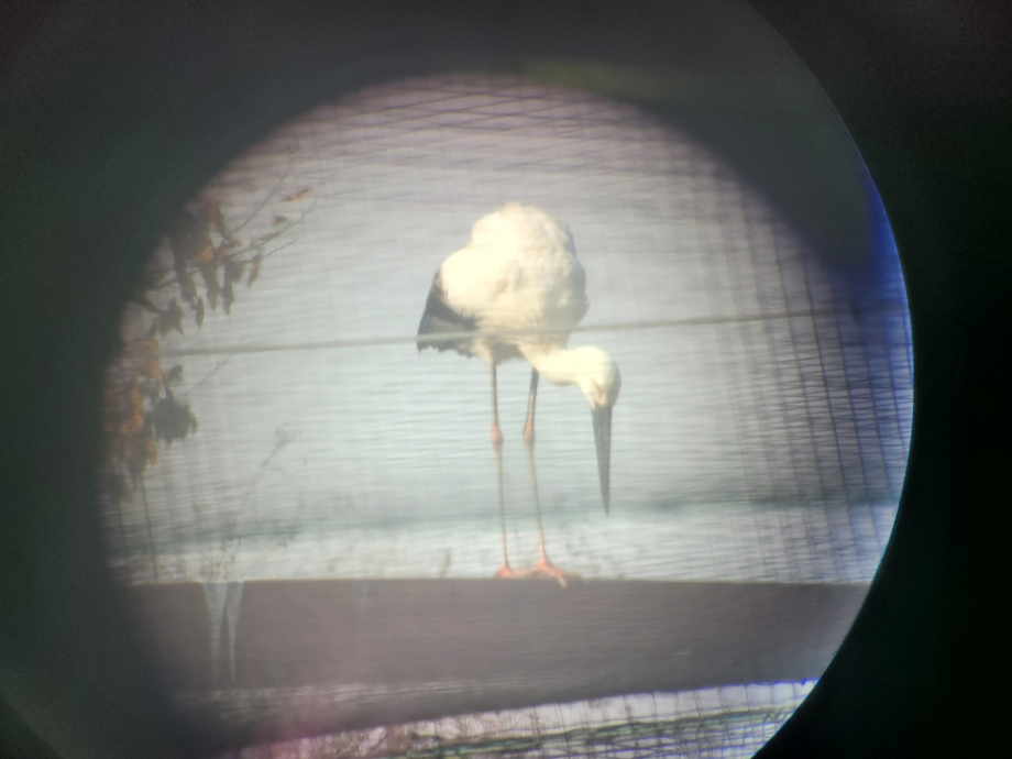 [2022.01.31] 충청남도 예산군에서 관찰된 황새입니다. 이미지