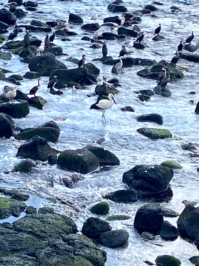 [2022.01.31] 제주특별자치도 제주시에서 관찰된 황새입니다. 이미지