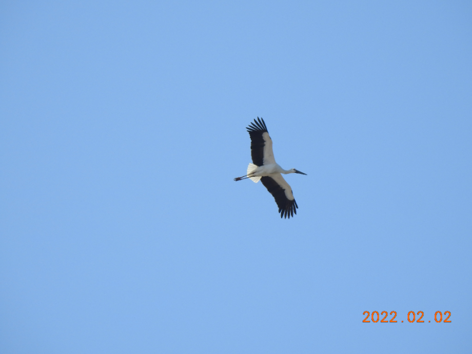 [2022.02.01] 충청남도 서산시에서 관찰된 황새입니다. 이미지
