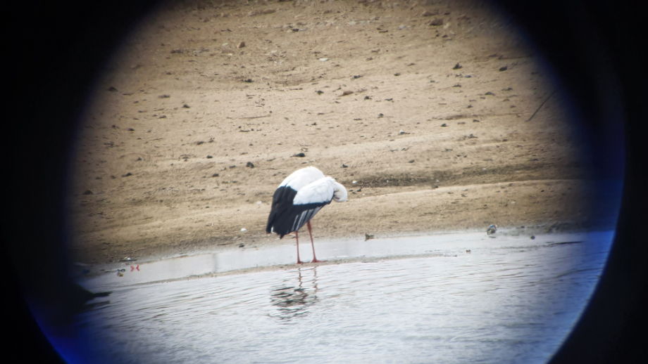 [2022.02.02] 전라북도 전주시에서 관찰된 황새입니다. 이미지