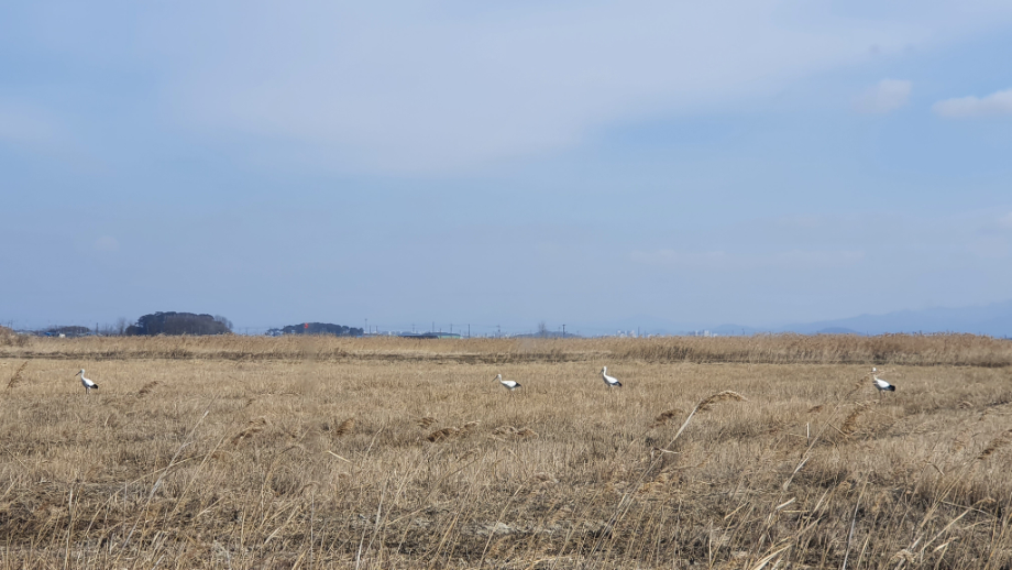 [2022.02.02] 전라북도 김제시에서 관찰된 황새입니다. 이미지