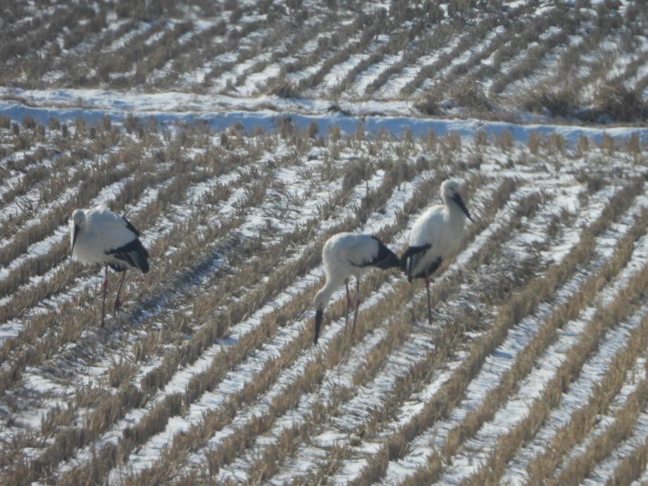 [2022.02.03] 충청남도 청양군에서 관찰된 황새입니다. 이미지