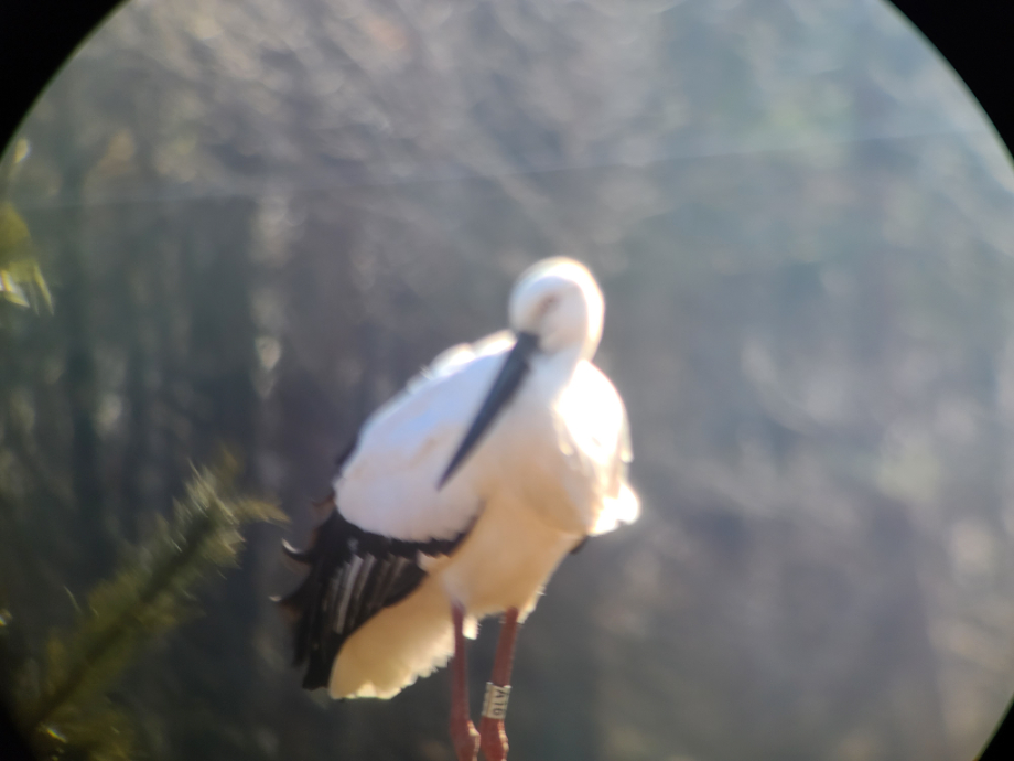 [2022.02.03] 충청남도 예산군에서 관찰된 황새입니다. 이미지
