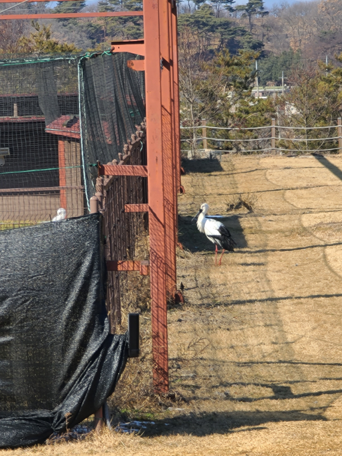 [2022.02.03] 충청남도 예산군에서 관찰된 황새입니다. 이미지