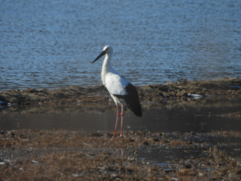 [2022.02.03] 충청남도 예산군에서 관찰된 황새입니다. 이미지