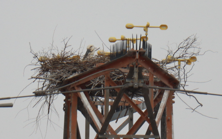 [2022.02.04] 충청남도 태안군에서 관찰된 황새입니다. 이미지