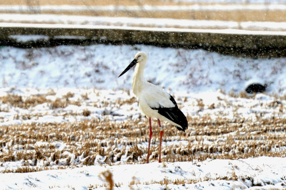 [2022.02.05] 전라북도 고창군에서 관찰된 황새입니다. 이미지