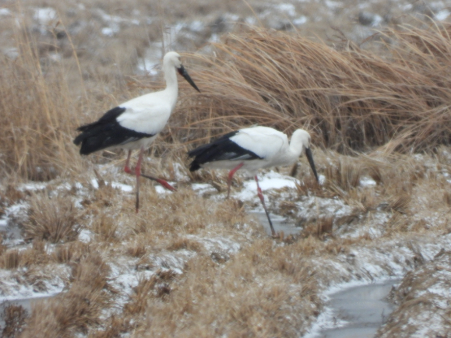 [2022.02.05] 충청남도 서산시에서 관찰된 황새입니다. 이미지