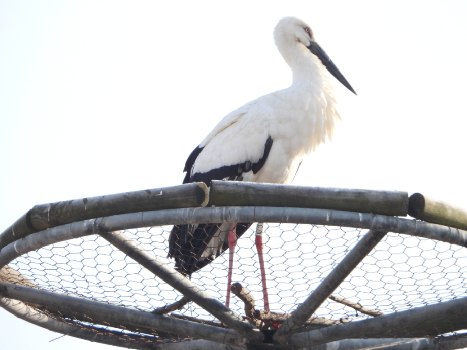 [2022.02.07] 충청남도 예산군에서 관찰된 황새입니다. 이미지