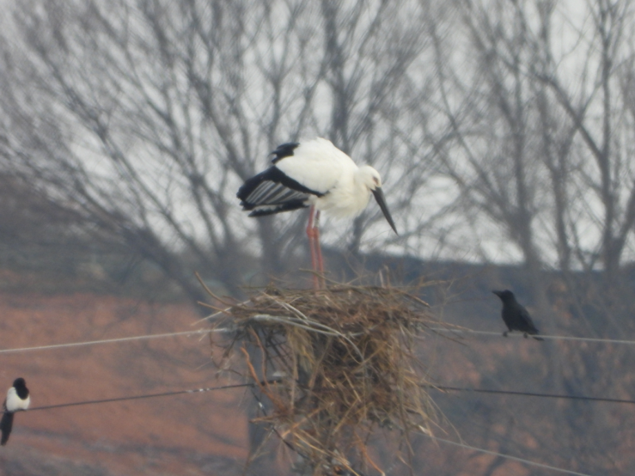 [2022.02.07] 충청남도 예산군에서 관찰된 황새입니다. 이미지