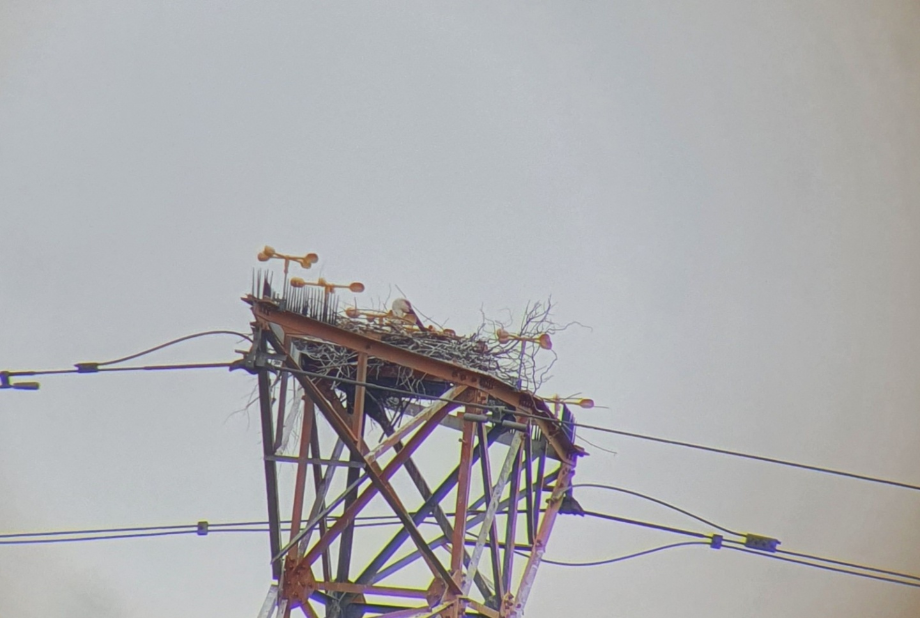 [2022.02.07] 충청남도 태안군에서 관찰된 황새입니다. 이미지