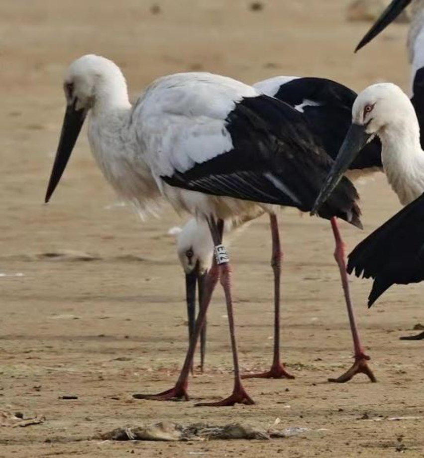 [2022.02.07] 중국에서 관찰된 황새입니다. 이미지