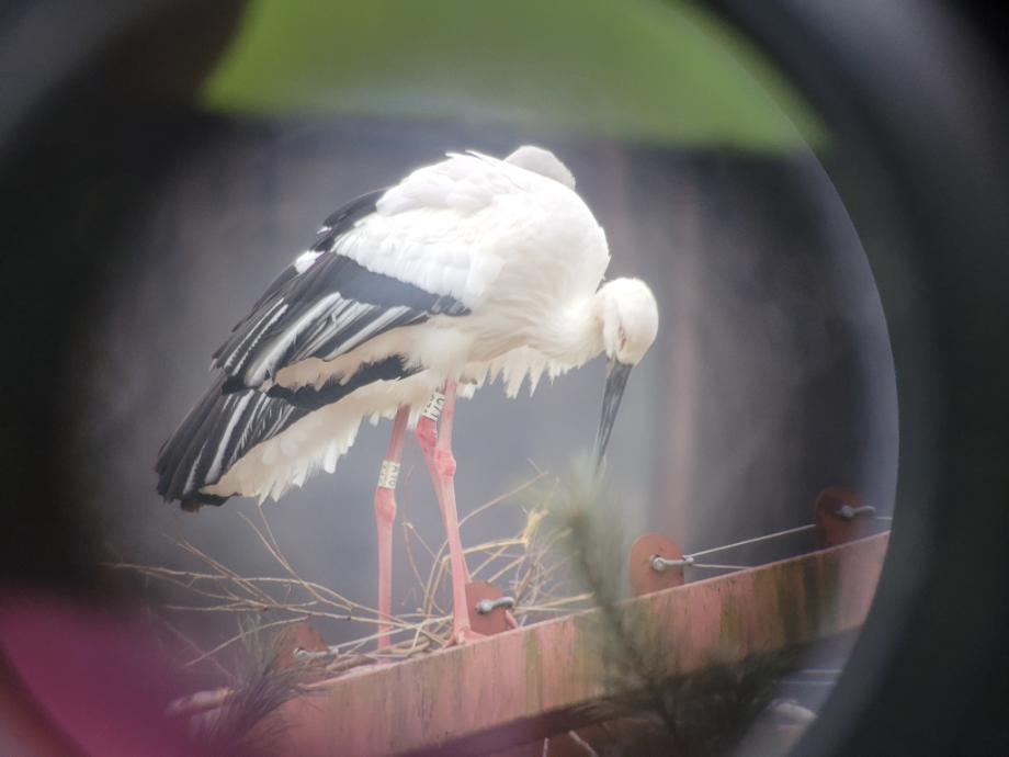 [2022.02.08] 충청남도 예산군에서 관찰된 황새입니다. 이미지