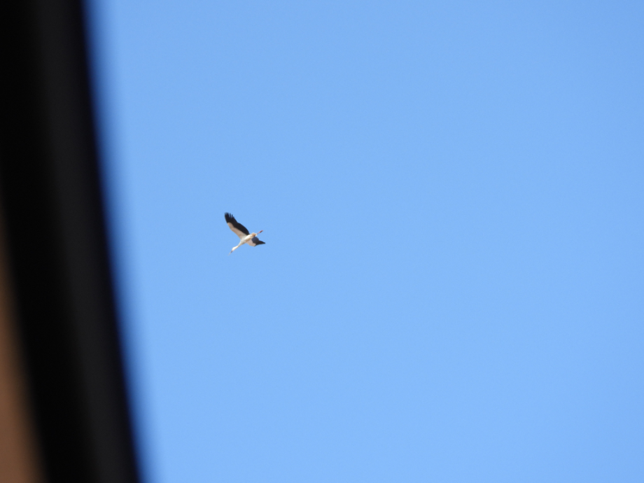 [2022.02.08] 충청남도 서산시에서 관찰된 황새입니다. 이미지