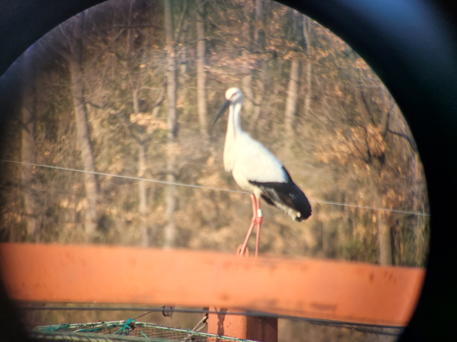 [2022.02.08] 충청남도 예산군에서 관찰된 황새입니다. 이미지