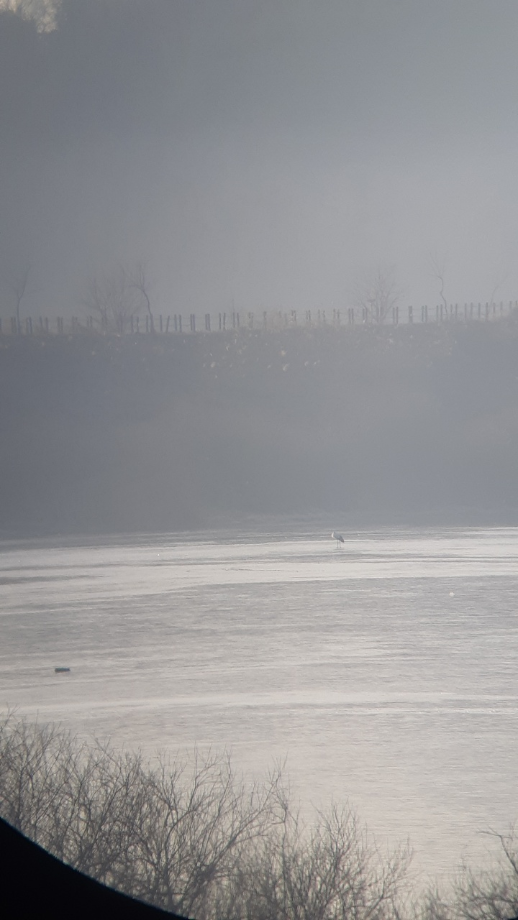 [2022.02.09] 경상남도 창녕군에서 관찰된 황새입니다. 이미지