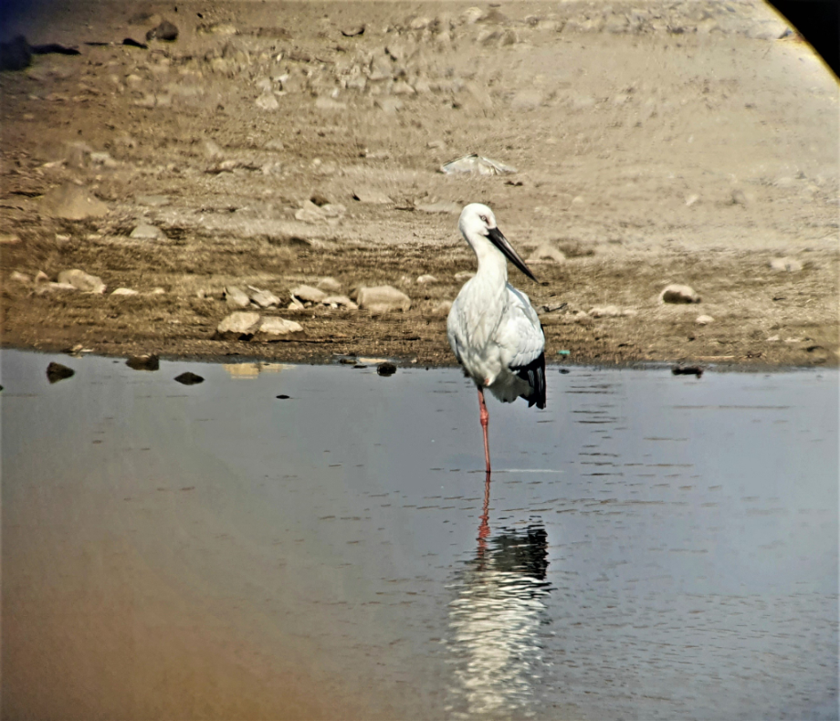 [2022.02.10] 전라북도 전주시에서 관찰된 황새입니다. 이미지