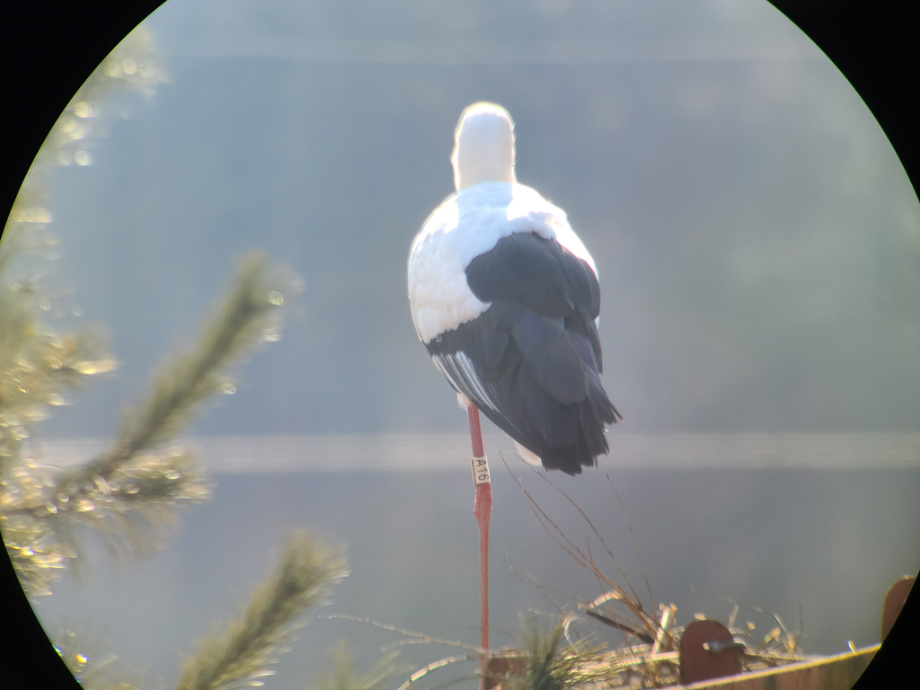 [2022.02.10] 충청남도 예산군에서 관찰된 황새입니다. 이미지