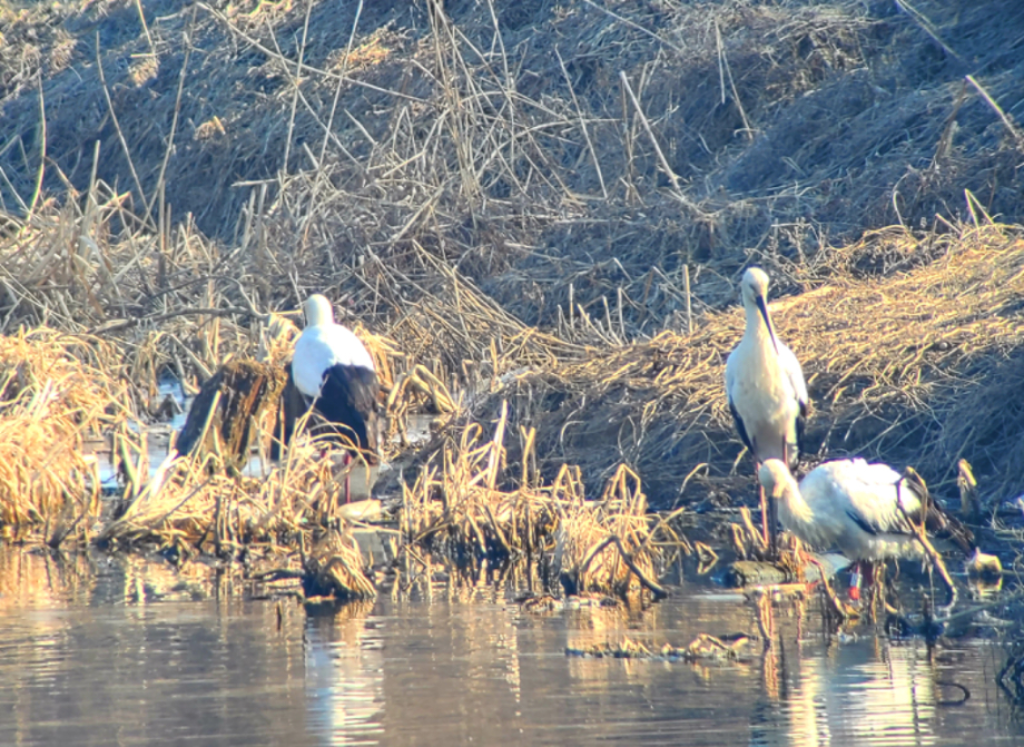 [2022.02.10] 경기도 평택시에서 관찰된 황새입니다. 이미지