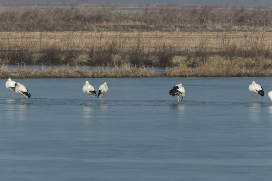 [2022.02.10] 충청남도 서산시에서 관찰된 황새입니다. 이미지