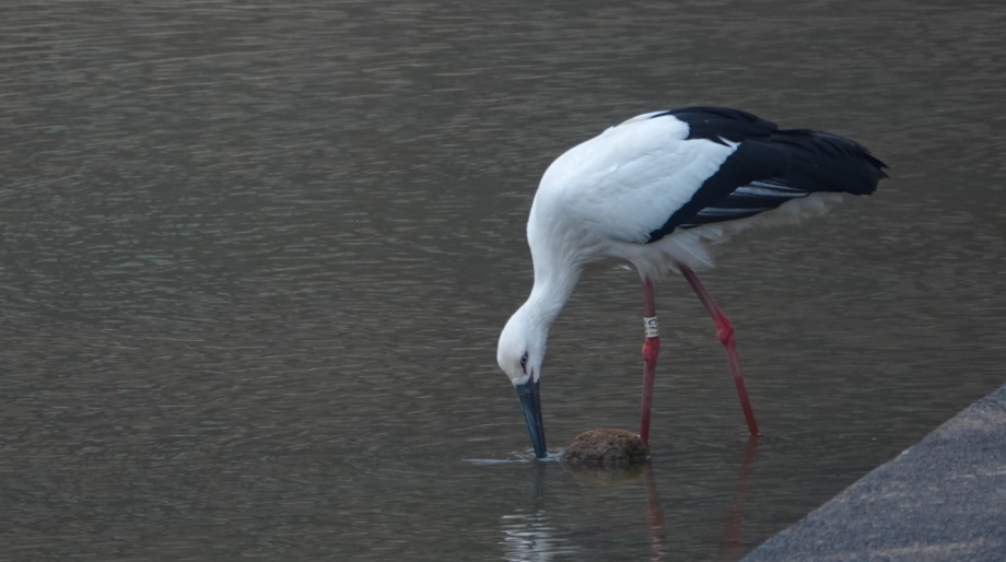 [2022.02.14] 충청남도 청양군에서 관찰된 황새입니다. 이미지