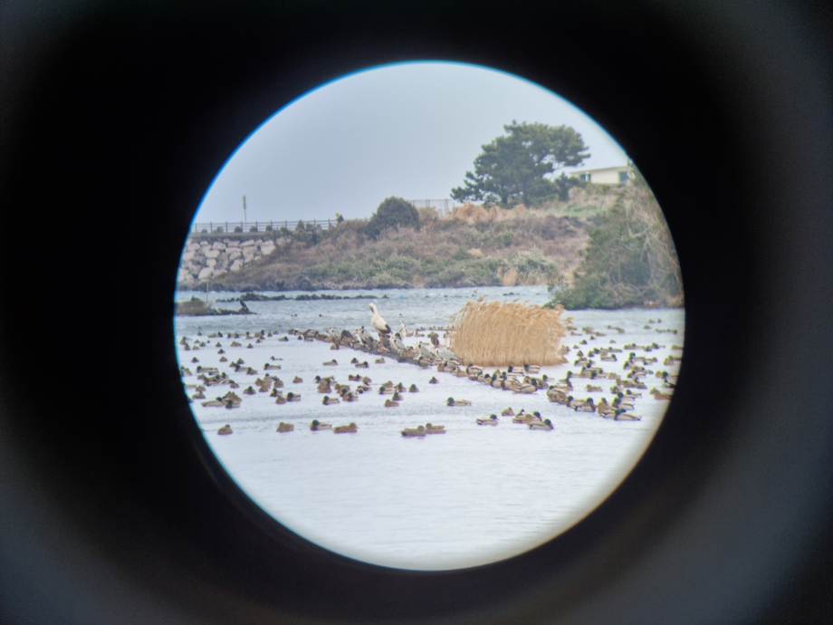 [2022.02.15] 제주특별자치도 제주시에서 관찰된 황새입니다. 이미지