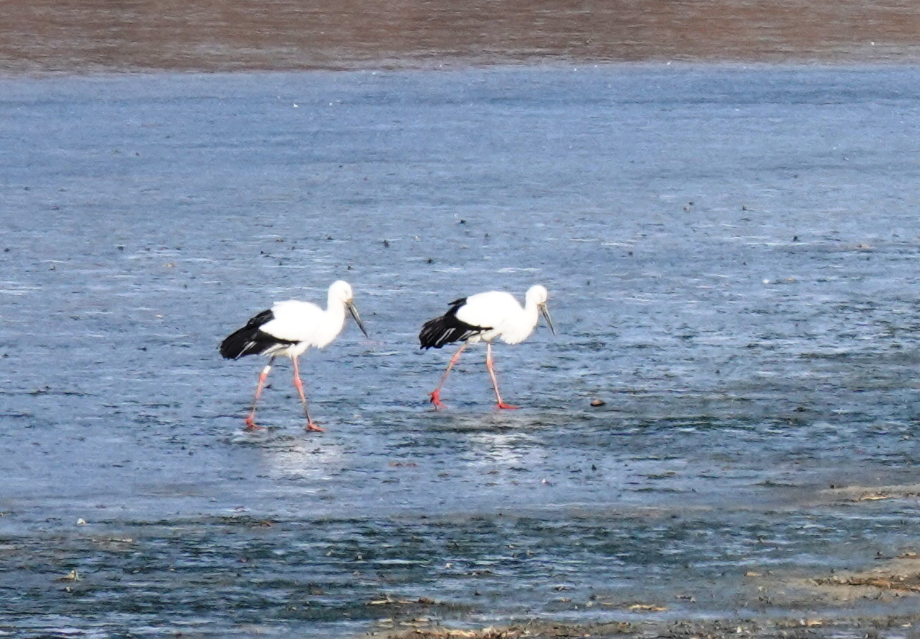 [2022.02.16] 경상남도 창녕군에서 관찰된 황새입니다. 이미지