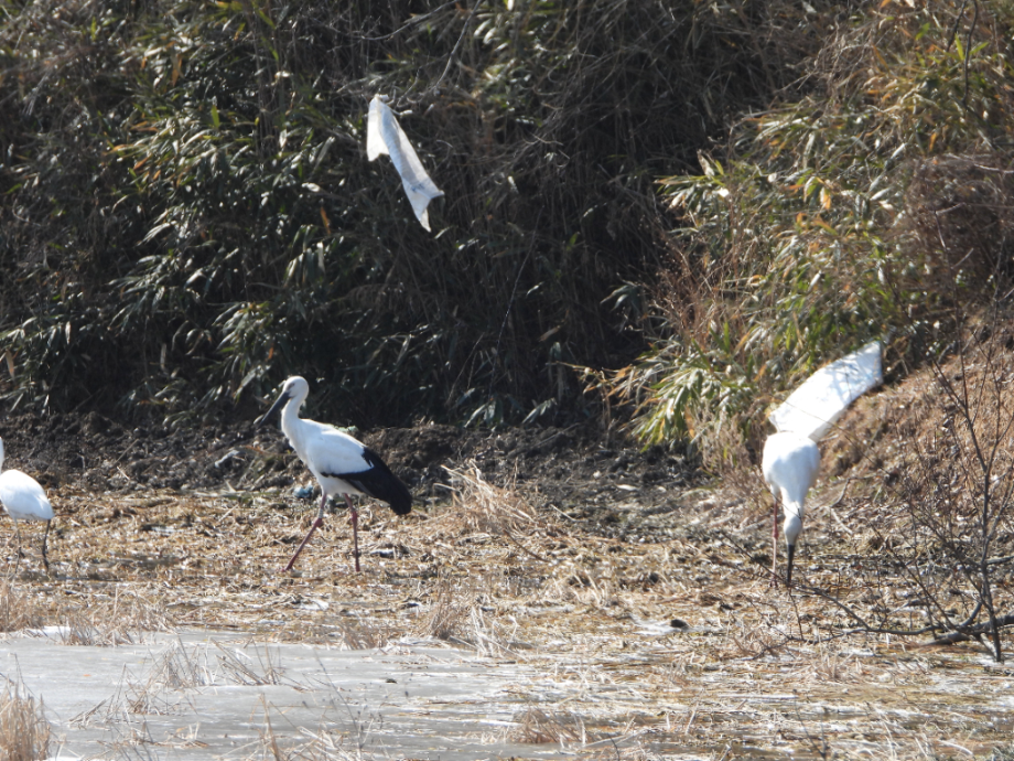 [2022.02.18] 충청남도 예산군에서 관찰된 황새입니다. 이미지