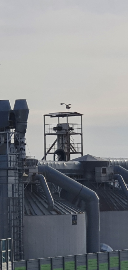 [2022.02.18] 충청남도 태안군에서 관찰된 황새입니다. 이미지