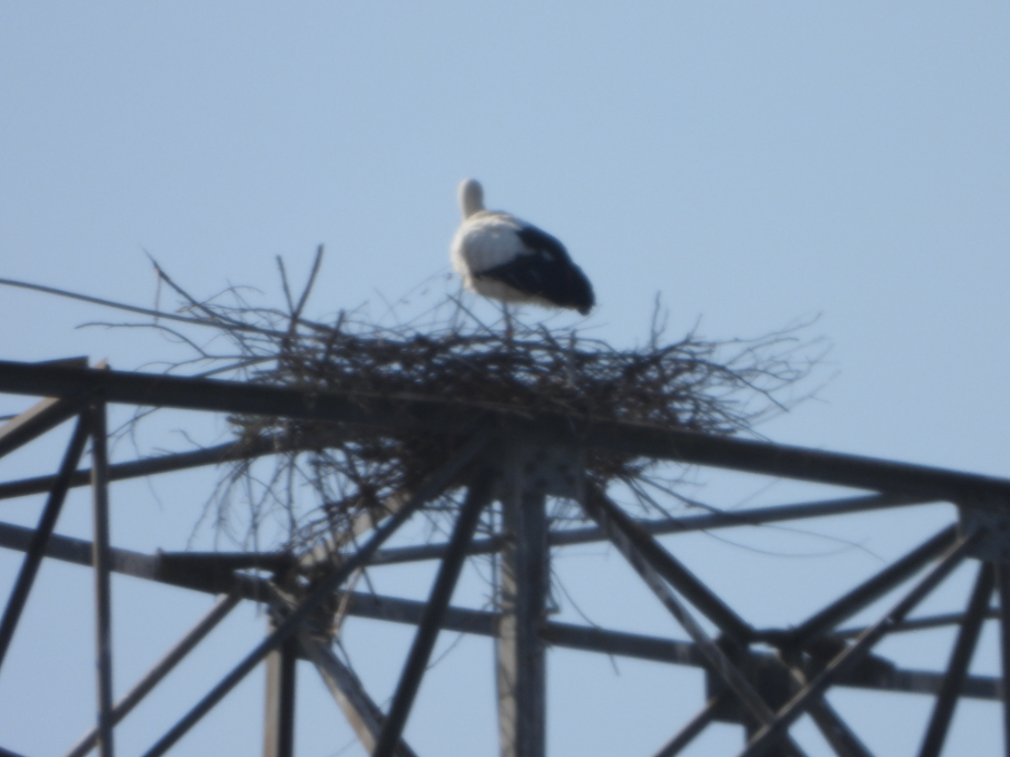 [2022.02.18] 충청남도 아산시에서 관찰된 황새입니다. 이미지