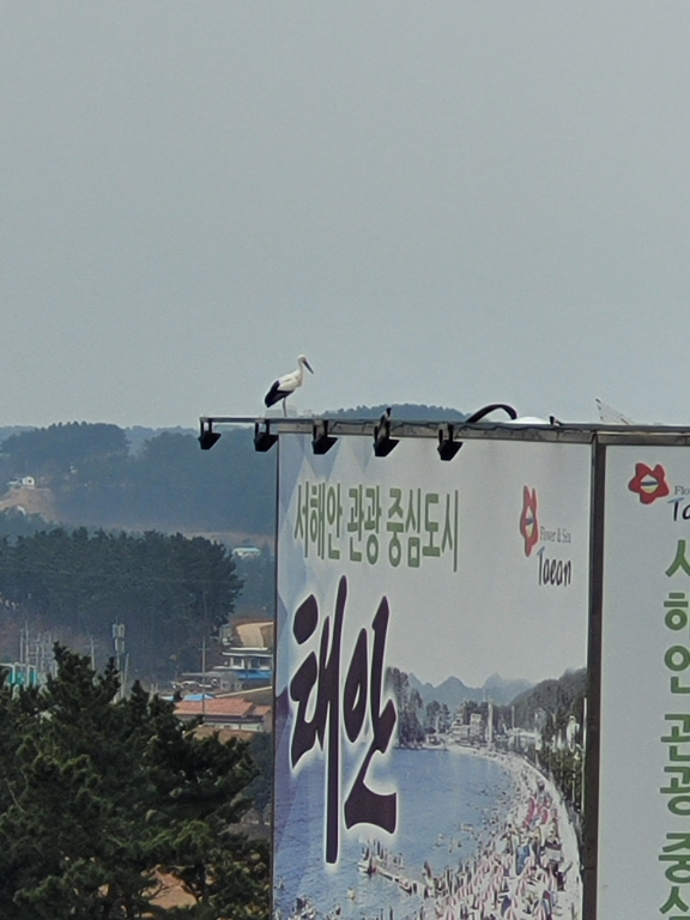 [2022.02.19] 충청남도 태안군에서 관찰된 황새입니다. 이미지