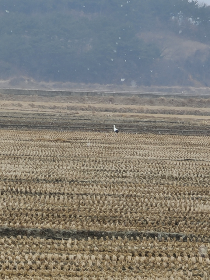 [2022.02.19] 충청남도 태안군에서 관찰된 황새입니다. 이미지