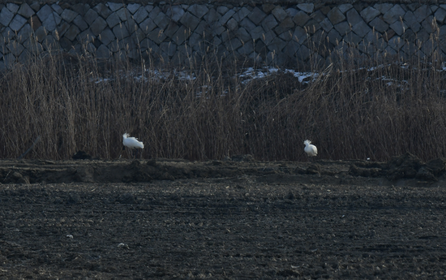 [2022.02.19] 전라남도 영광군에서 관찰된 황새입니다. 이미지