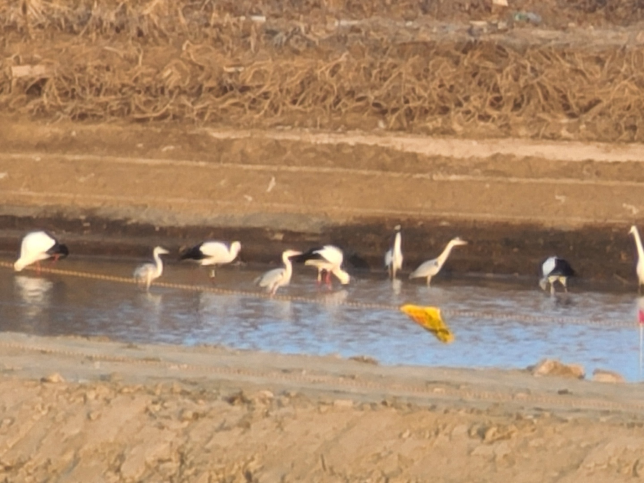 [2022.02.20] 충청남도 서산시에서 관찰된 황새입니다. 이미지