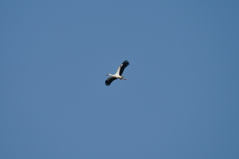 [2022.02.21] 전라남도 무안군에서 관찰된 황새입니다. 이미지
