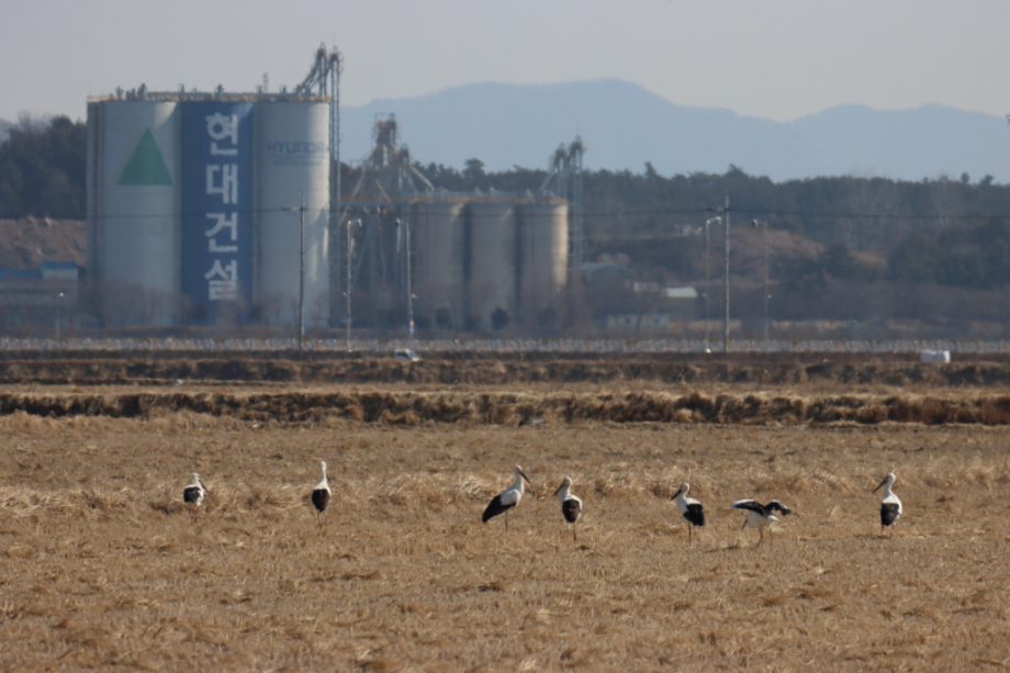 [2022.02.24] 충청남도 태안군에서 관찰된 황새입니다. 이미지