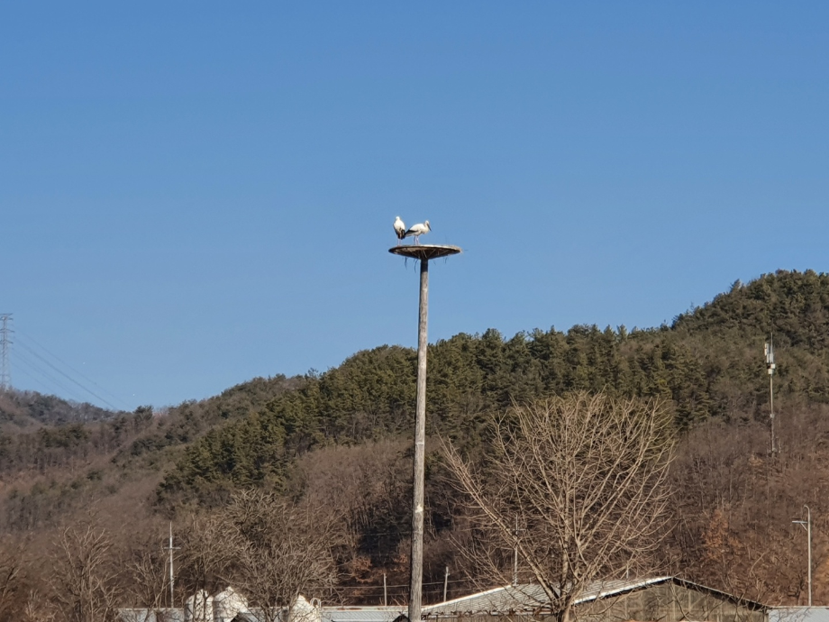 [2022.02.24] 충청남도 예산군에서 관찰된 황새입니다. 이미지