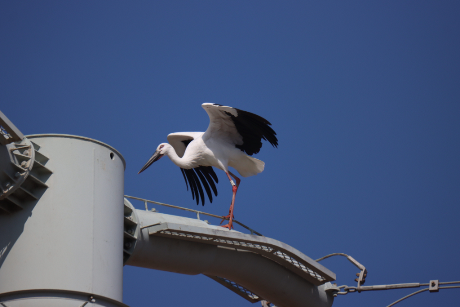 [2022.02.24] 충청남도 태안군에서 관찰된 황새입니다. 이미지