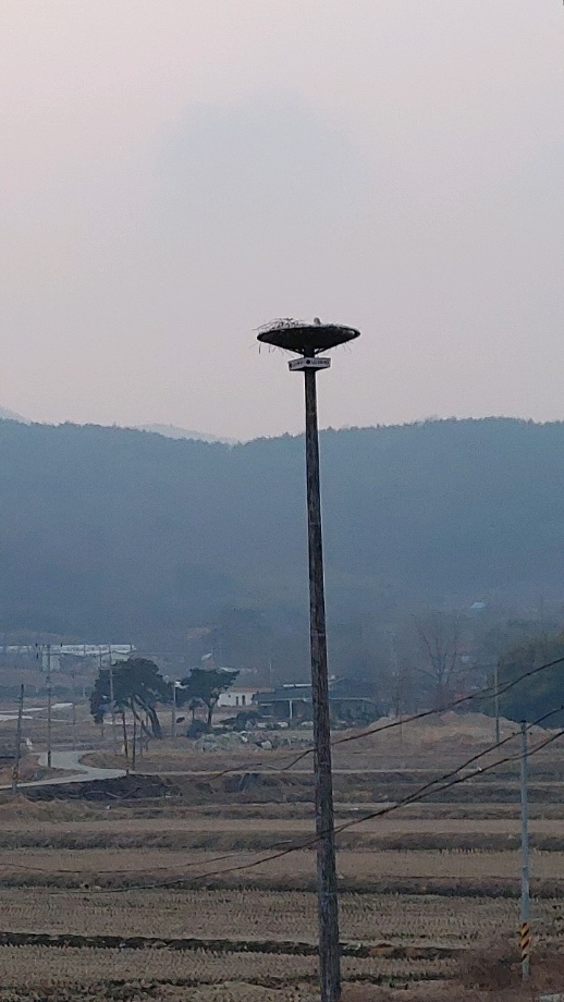 [2022.02.25] 충청남도 예산군에서 관찰된 황새입니다. 이미지
