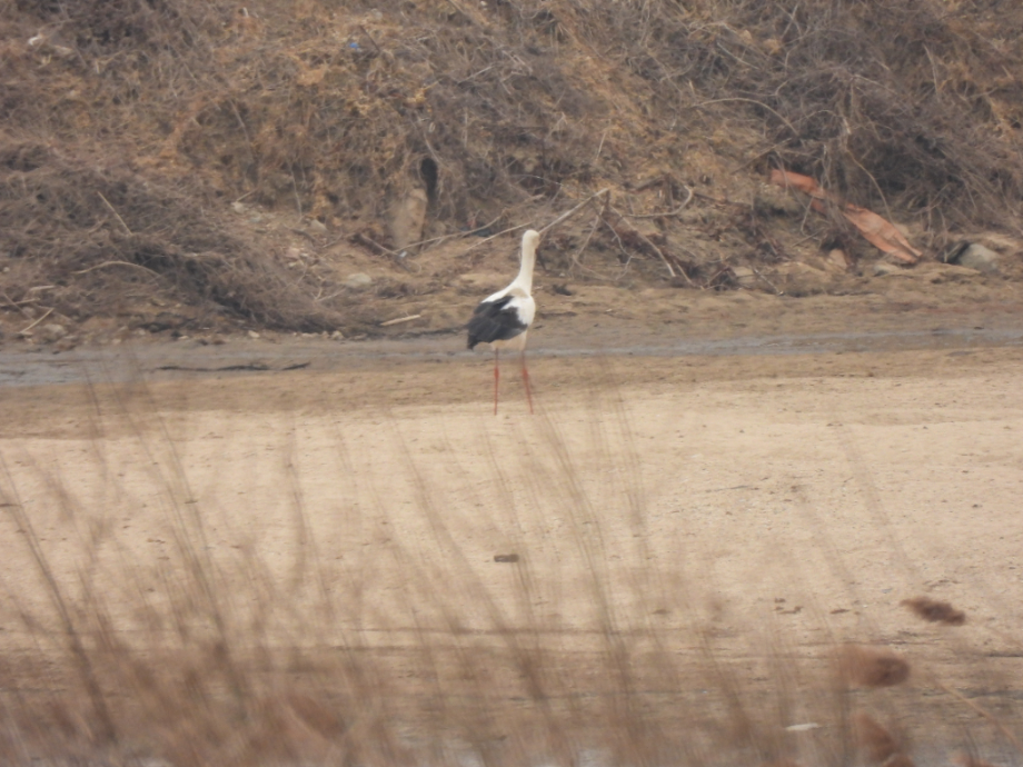 [2022.02.26] 경기도 화성시에서 관찰된 황새입니다. 이미지