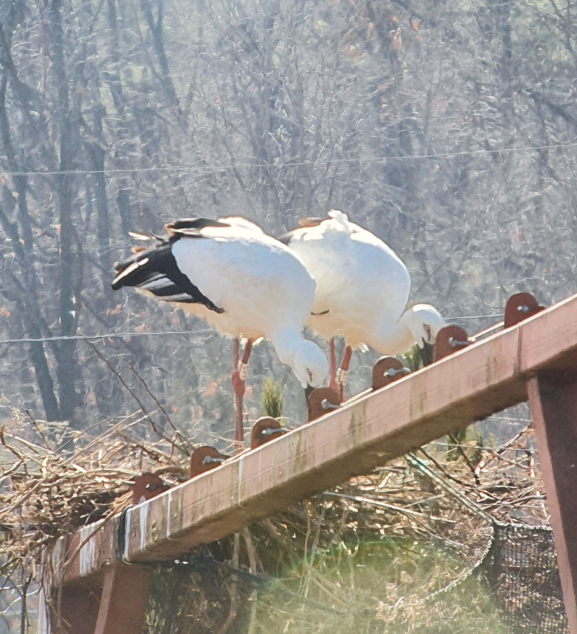 [2022.03.02] 충청남도 예산군에서 관찰된 황새입니다. 이미지