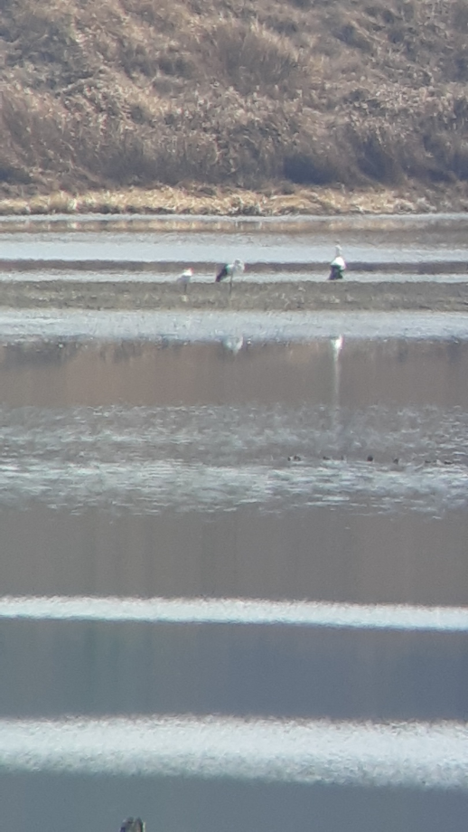 [2022.03.02] 경상남도 창녕군에서 관찰된 황새입니다. 이미지
