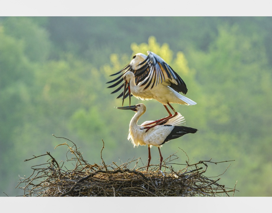 2022년 예산 황새 전국사진 공모전 사진입니다.(2-1) 이미지